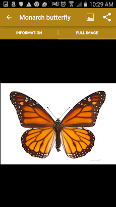 California Butterfliesのおすすめ画像5