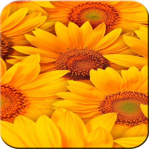 Sunflower Wallpaper logo