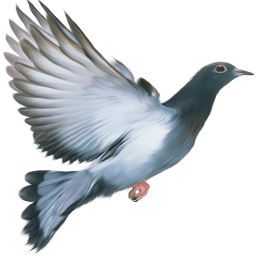 Pigeon disease and treatment ikonoaren irudia