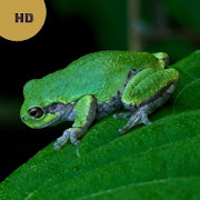 Frog Sounds  - Frog Calls