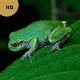Frog Sounds - Frog Calls Download on Windows