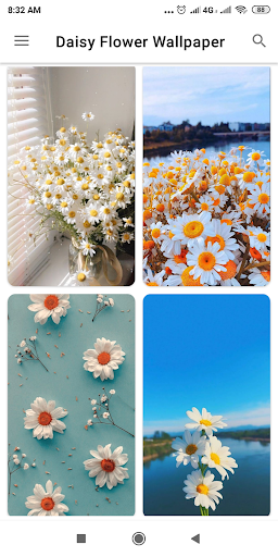 Blooming Daisy Wallpapers