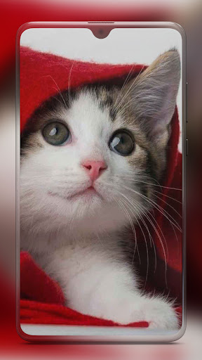 Download Kitten Cute Cat Wallpaper HD Free for Android - Kitten Cute Cat  Wallpaper HD APK Download 