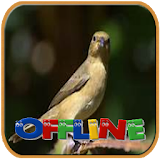 Voice of Brazilian Bird Offline icon