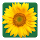 Calflora Observer Pro