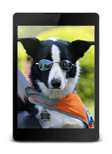 Funny Dogs Lock Screen