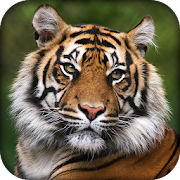 🐯 Tiger Wallpaper 🐯 - White Tiger Wallpaper HD  Icon