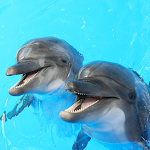 Cover Image of Unduh Dolphin Sounds Sleep & Relax 5.0.1-40158 APK
