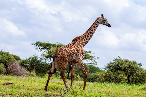 Android application Giraffe Wallpapers 2 screenshort