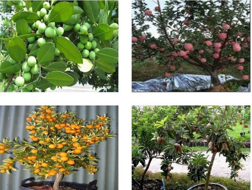 Android application Fruit plants at Bonsai screenshort
