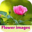 flower images 