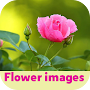 flower images