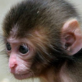 baby monkey live wallpaper icon