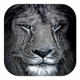 Lion black mane roaring theme icon
