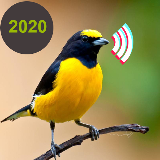 Birds Calls Sounds & Ringtones Windows'ta İndir