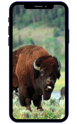 Bison Wallpaper Screen 2