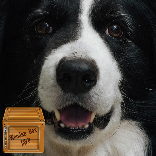 border collie wallpaper logo