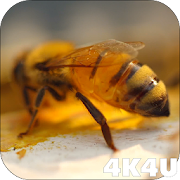 4K Honey Bee Video Live Wallpapers