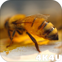 4K Honey Bee Video Live Wallpa
