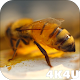 4K Honey Bee Video Live Wallpapers Unduh di Windows