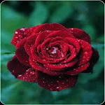 Red Rose HD Wallpapers Apk