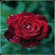 Red Rose HD Wallpapers Download on Windows