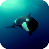 Orca 3D Video Wallpaper icon