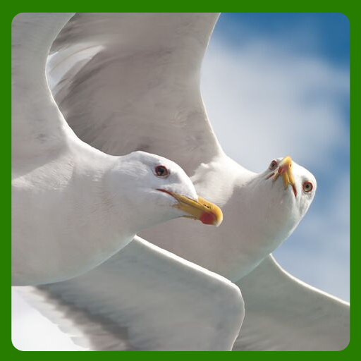 Fondos de Pantalla Gaviotas 2. logo