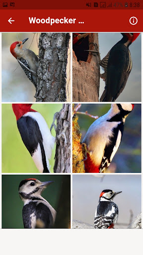 Woodpecker Sounds and Wallpape