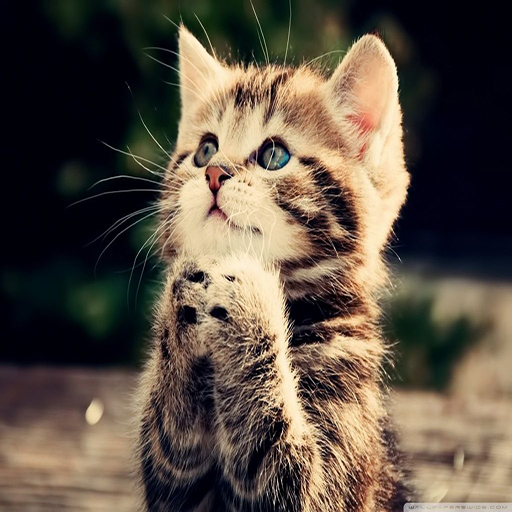 wallpaper PetCat 2021 Nice Pictuer