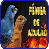 Canto Fêmea de Azulão Nuvo icon