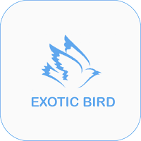 Exotic Love bird - Online Bird