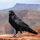 Crow Calls icon