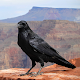 Crow Calls Download on Windows