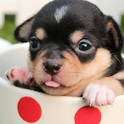 Top 40 Personalization Apps Like Cute puppies wallpaper hd - Best Alternatives