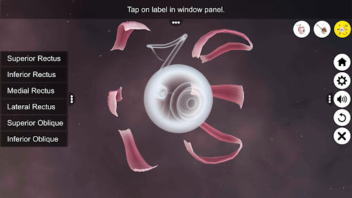 The Eye (Anatomy & Physiology) Screen 3