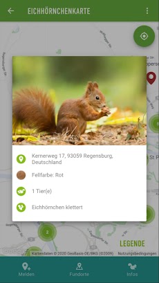 Eichhörnchen in Bayernのおすすめ画像4