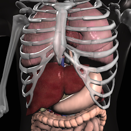 Imagen de ícono de Anatomy 3D: Organs