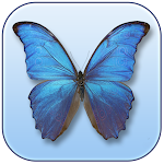 Cover Image of Download Butterfly Identifier By Photo  APK