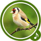 Bird Sounds - Bird Ringtones icon
