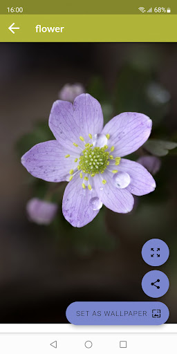 Flower Wallpapers