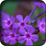 Violet Flowers Wallpapers icon
