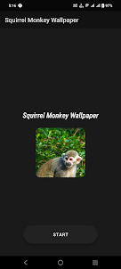 Squirrel Monkey Wallpaper