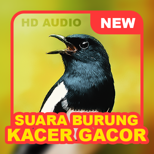 Android application Suara Kicau: Burung Kacer screenshort