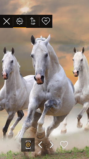 Wallpapers 4K with horses Screen 3