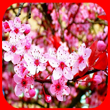 type of cherry blossoms icon