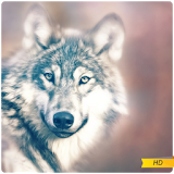 Wolf Wallpapers HD icon