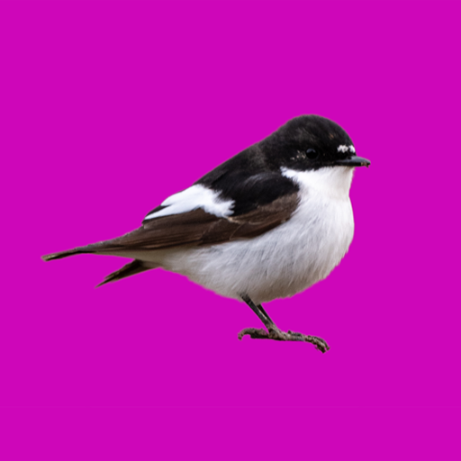 Nature Nearby logo