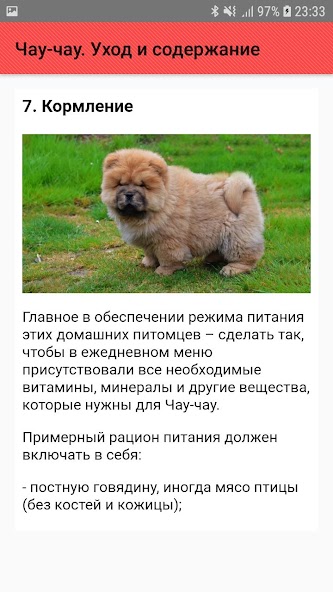 Как выглядит собака чао чао