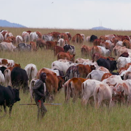 Herding Expert: Download & Review